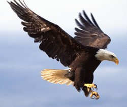 Bonita Eagle